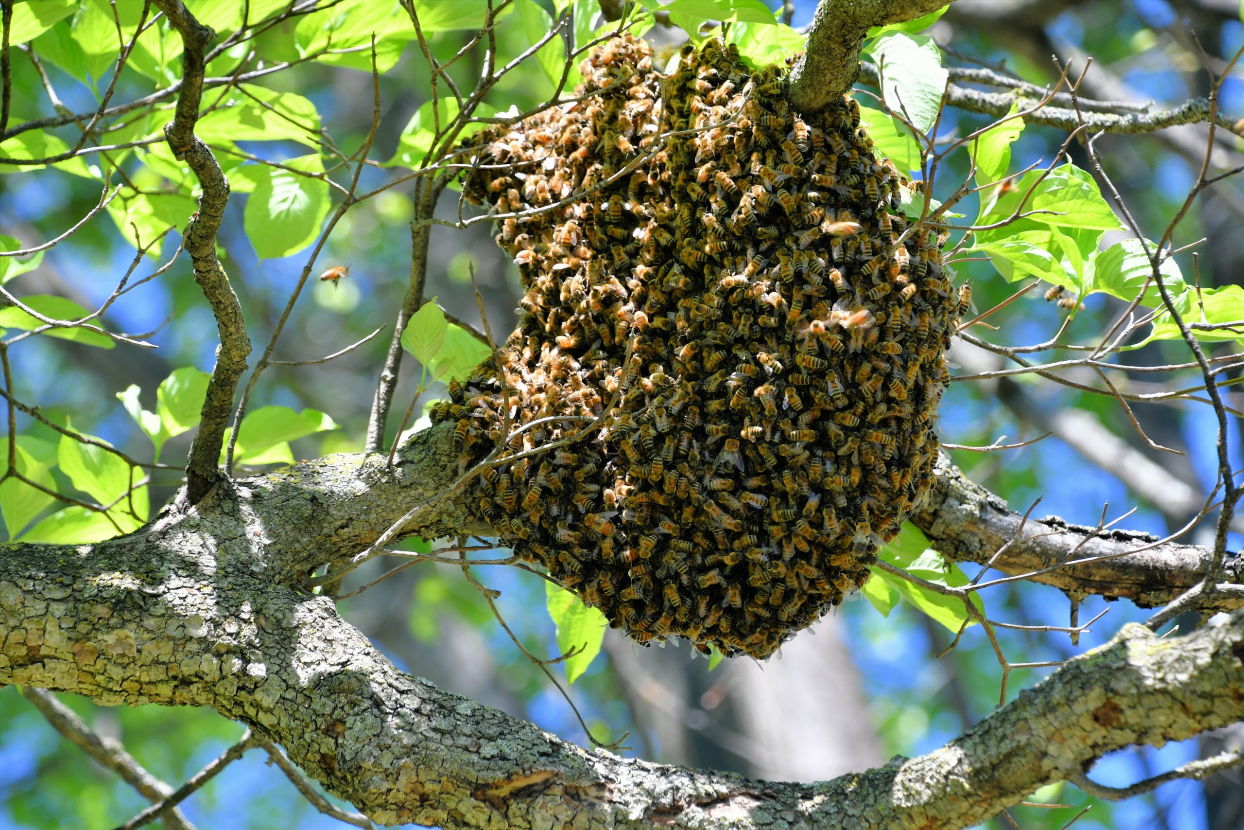 Enjambre de Abejas.
